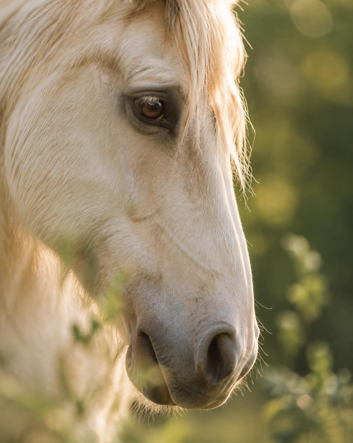 Retrato próximo do olhar sereno de um cavalo em luz dourada